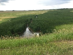 NCT; McCluskey Canal, ND