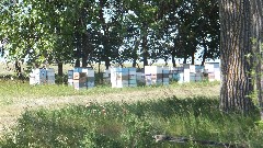 bee boxes; NCT; Gilbert Black Farm, ND