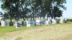 bee boxes; NCT; Gilbert Black Farm, ND