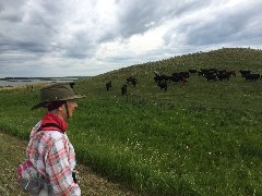 Ruth Bennett McDougal Dorrough; cows; NCT; McHenry, ND