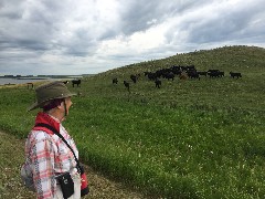 Ruth Bennett McDougal Dorrough; cows; NCT; McHenry, ND