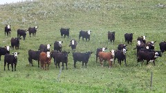 cows; NCT; McHenry, ND