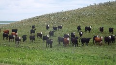 cows; NCT; McHenry, ND