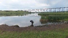 cow; NCT; Karnak Railroad Bridge, ND