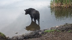 cow; NCT; Karnak Railroad Bridge, ND