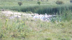 Pelicans; NCT; Lake Ashtabula, ND