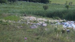 Pelicans; NCT; Lake Ashtabula, ND