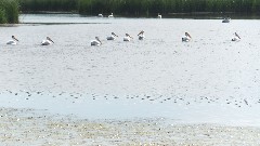 pelicans; NCT; Lake Ashtabula, ND