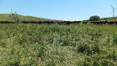 cows; NCT; Lake Ashtabula, ND