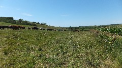 cows; NCT; Lake Ashtabula, ND