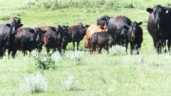 cows; NCT; Lake Ashtabula, ND