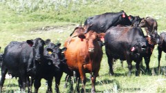 cows; NCT; Lake Ashtabula, ND