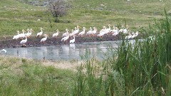 NCT; pelicans; Baldhill Creek, ND