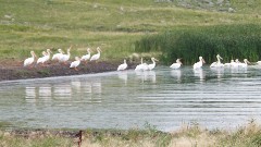 NCT; pelicans; Baldhill Creek, ND