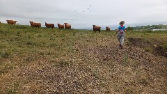 Ruth Bennett McDougal Dorrough; cows; NCT; Baldhill Creek, ND