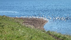 Pelicans; NCT; Lake Ashtabula, ND