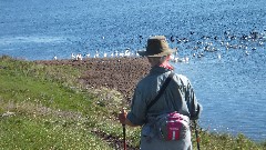 Ruth Bennett McDougal Dorrough; Pelicans; NCT; Lake Ashtabula, ND