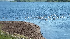 pelicans; NCT; Lake Ashtabula, ND