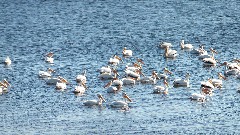 pelicans; NCT; Lake Ashtabula, ND