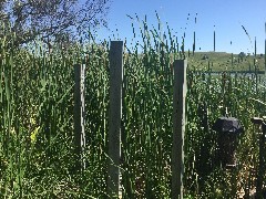 challenges; overgrown style; NCT; Lake Ashtabula, ND