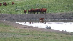 cows; NCT; Clausen Springs, ND