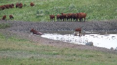 cows; NCT; Clausen Springs, ND