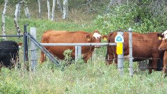 cows; NCT; Sheyenne National Grassland, ND