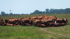 cows; NCT; Sheyenne National Grassland, ND