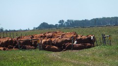 Ruth Bennett McDougal Dorrough; NCT; Sheyenne National Grassland, ND