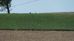 Turkey on the horizon; NCT; Ohio; Beavercreek State Park Area