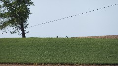 Turkey on the horizon; NCT; Ohio; Beavercreek State Park Area