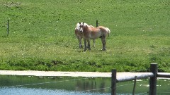 Horses; NCT; Ohio; Beavercreek State Park Area