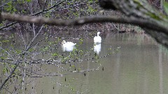 swans; Buckeye Trail; Stockport OH; AEP K Campground; BT