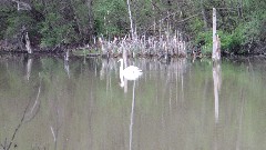 swans; Buckeye Trail; Stockport OH; AEP K Campground; BT