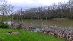 swans; Buckeye Trail; Stockport OH; AEP K Campground; BT