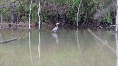 stork; Buckeye Trail; Stockport OH; AEP K Campground; BT