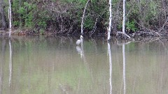 stork; Buckeye Trail; Stockport OH; AEP K Campground; BT