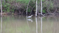 stork; Buckeye Trail; Stockport OH; AEP K Campground; BT