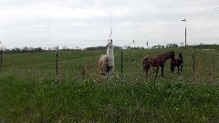 Alpaca; NCT; Ohio; Buckeye Trail; Belle Valley; BT