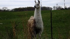 Alpaca; NCT; Ohio; Buckeye Trail; Belle Valley; BT