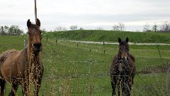 horses; NCT; Ohio; Buckeye Trail; Belle Valley; BT