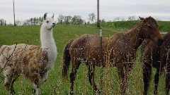 Alpaca; horses; NCT; Ohio; Buckeye Trail; Belle Valley; BT