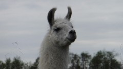 Alpaca; NCT; Ohio; Buckeye Trail; Belle Valley; BT