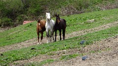 horses; NCT; Ohio; Buckeye Trail; Bowerston; BT