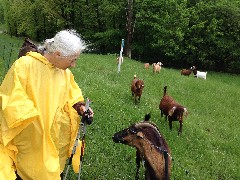 Ruth Bennett McDougal Dorrough; goats; NCT; Ohio; Buckeye Trail; Stockport; BT