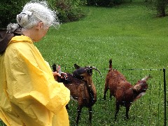 Ruth Bennett McDougal Dorrough; goats; NCT; Ohio; Buckeye Trail; Stockport; BT