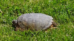 Turtle; NCT; Ohio; Buckeye Trail; Old Mans Cave; BT