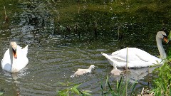 Swans; NCT; Ohio; Buckeye Trail; Old Mans Cave; BT