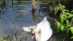 Swans; NCT; Ohio; Buckeye Trail; Old Mans Cave; BT