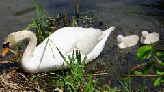 Swans; NCT; Ohio; Buckeye Trail; Old Mans Cave; BT